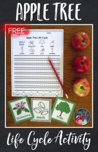 Try this free paper for writing about the apple tree life cycle in first and second grades. Use the color or black/ white vocabulary cards as part of your instruction, as a center activity, or as a visual support for reading and writing activities.